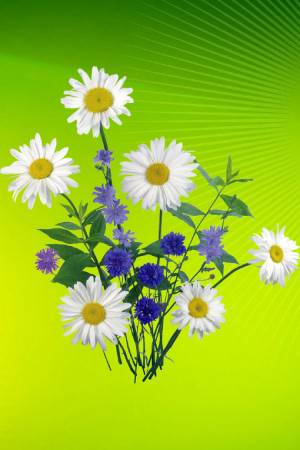 Луговые и полевые