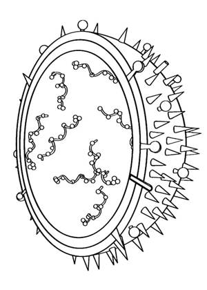 Бактерии и Вирусы раскраска 14