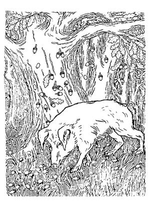 Свинья под дубом – раскраска 36