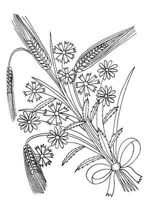 Букеты цветов — раскраска 17