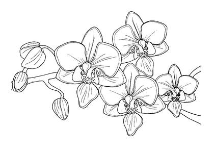 Букеты цветов — раскраска 20