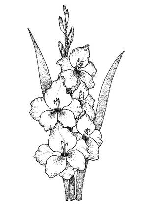 Букеты цветов — раскраска 3