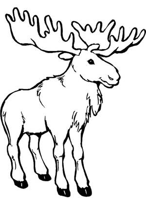 Раскраски Дикие животные Дикие животные – раскраска 1