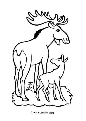 Раскраски Дикие животные Дикие животные – раскраска 12