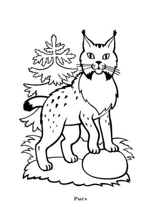 Раскраски Дикие животные Дикие животные – раскраска 13