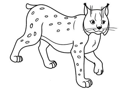 Раскраски Дикие животные Дикие животные – раскраска 2