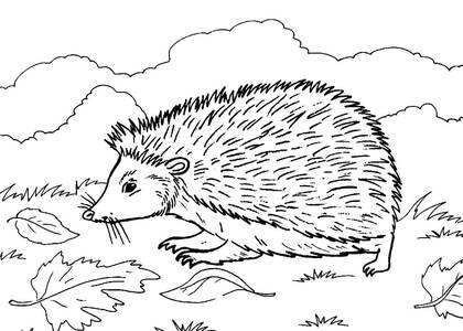 Раскраски Дикие животные Дикие животные – раскраска 4