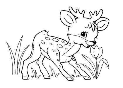 Раскраски Дикие животные Дикие животные – раскраска 7