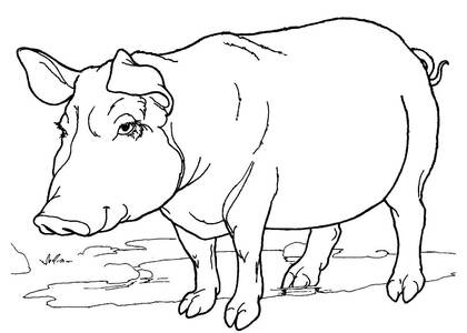 Домашние животные – раскраска 7