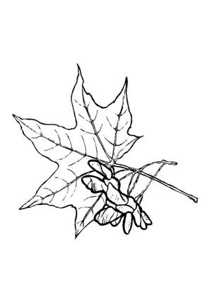 Кленовый лист – раскраска 12