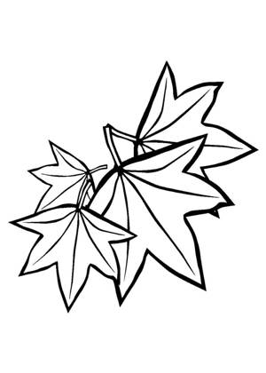 Кленовый лист – раскраска 15
