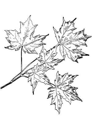 Кленовый лист – раскраска 16