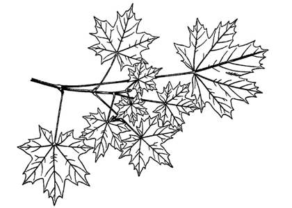 Кленовый лист – раскраска 19