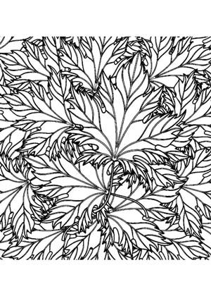 Кленовый лист – раскраска 3