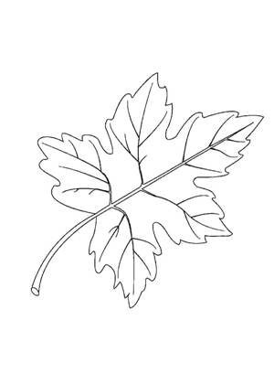 Кленовый лист – раскраска 4