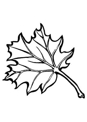 Кленовый лист – раскраска 5