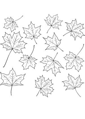 Кленовый лист – раскраска 6
