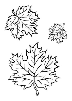 Кленовый лист – раскраска 7