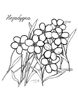 Полевые и луговые цветы – раскраска 1