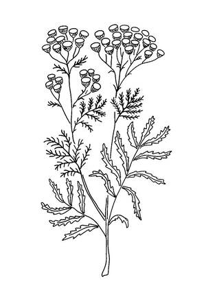 Полевые и луговые цветы – раскраска 10