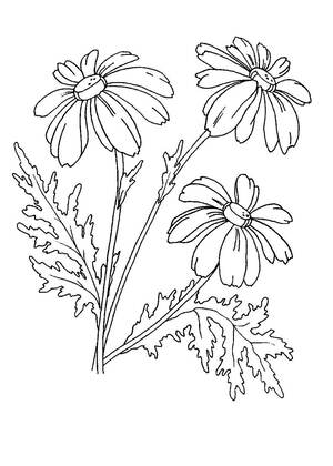 Полевые и луговые цветы – раскраска 11