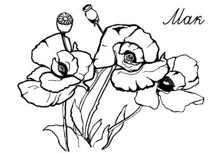 Полевые и луговые цветы – раскраска 12