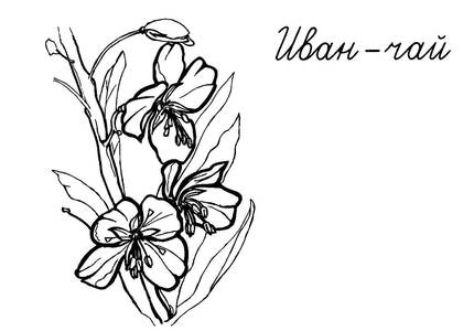 Полевые и луговые цветы – раскраска 13