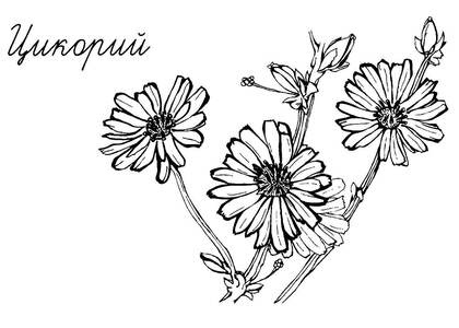 Полевые и луговые цветы – раскраска 14