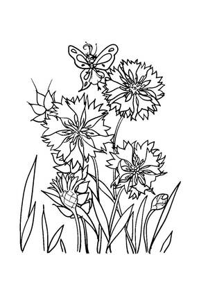 Полевые и луговые цветы – раскраска 2