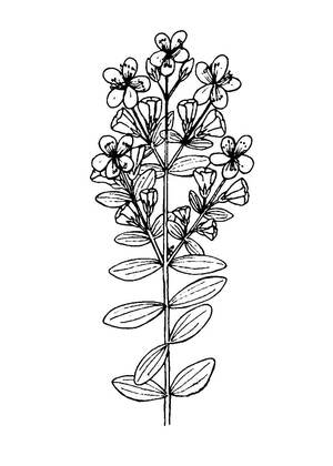 Полевые и луговые цветы – раскраска 3