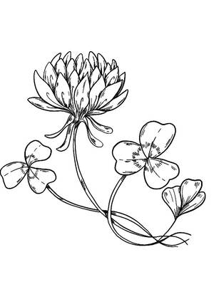 Полевые и луговые цветы – раскраска 5