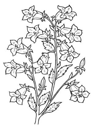 Полевые и луговые цветы – раскраска 6