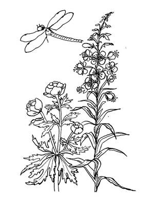 Полевые и луговые цветы – раскраска 7