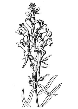 Полевые и луговые цветы – раскраска 8