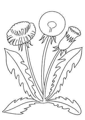 Полевые и луговые цветы – раскраска 9