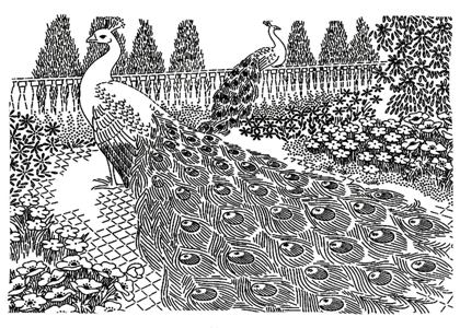 Павлин раскраска 1