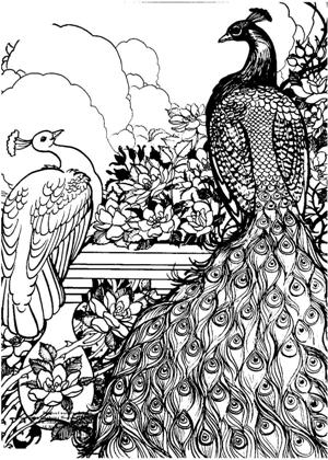 Павлин раскраска 10