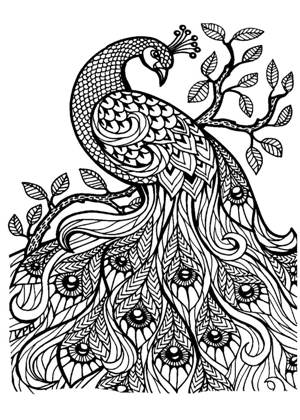 Павлин раскраска 11