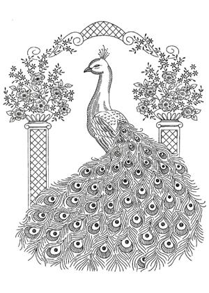 Павлин раскраска 14