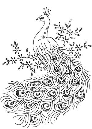 Павлин раскраска 16