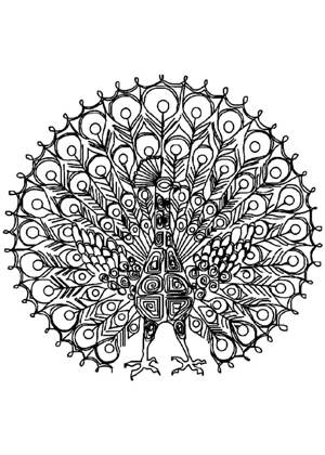 Павлин раскраска 20