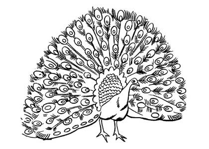 Павлин раскраска 3