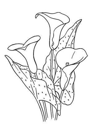 Садовые цветы – раскраска 1