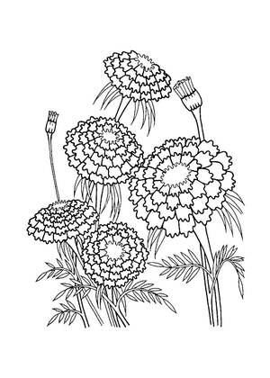 Садовые цветы – раскраска 10
