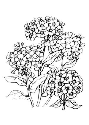 Садовые цветы – раскраска 2