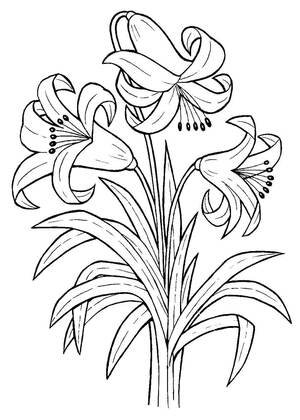 Садовые цветы – раскраска 4