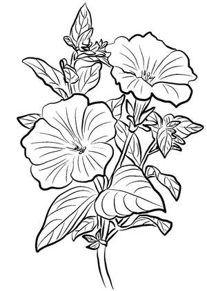Садовые цветы – раскраска 7