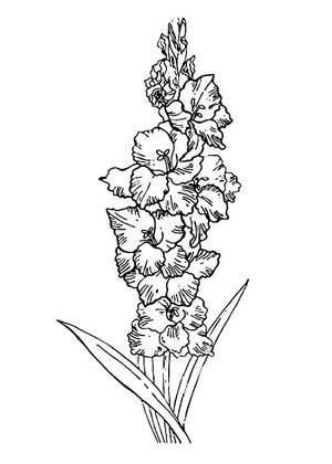 Садовые цветы – раскраска 8