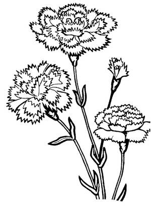 Садовые цветы – раскраска 9