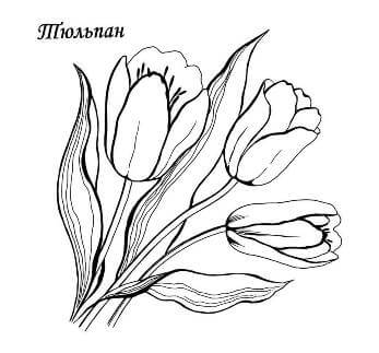 Раскраски Тюльпаны Тюльпаны